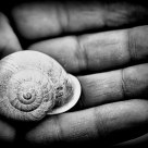 Spiral