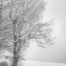 Tree and Ice