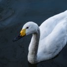 the swan in West Lake