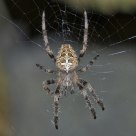 Garden spider