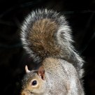 squirrel