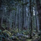 Carbon Woods