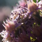 Cactus Flower