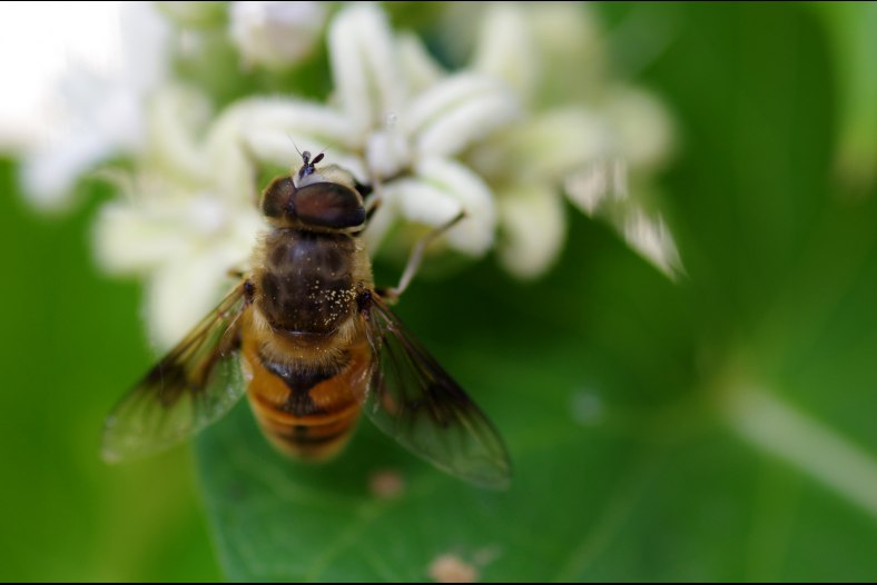 Gathering Honey
