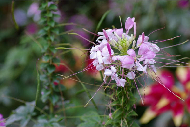 Flower