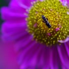 Little Bee