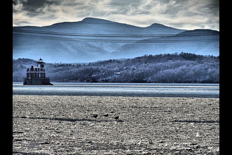 Gulls on Ice