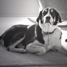 A portrait of Bucky