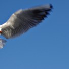 flapping wings