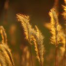dog-tail grass shined in twilight