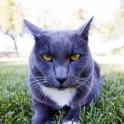 Kohler Kitty