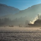 Horses in the fog