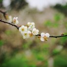 meihua