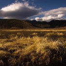 Sea of Grass 2