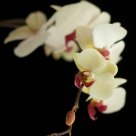Orchidee