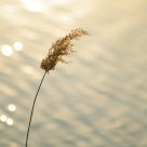 Reed by a river