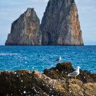 Seagulls and Faraglioni