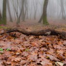 WInter fog