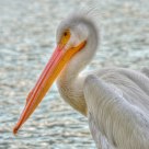 American White Pelican (Pelecanus erythorhynchos)