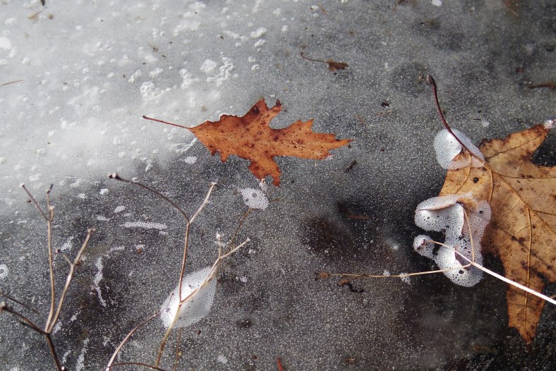 deer print in ice