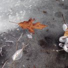 deer print in ice