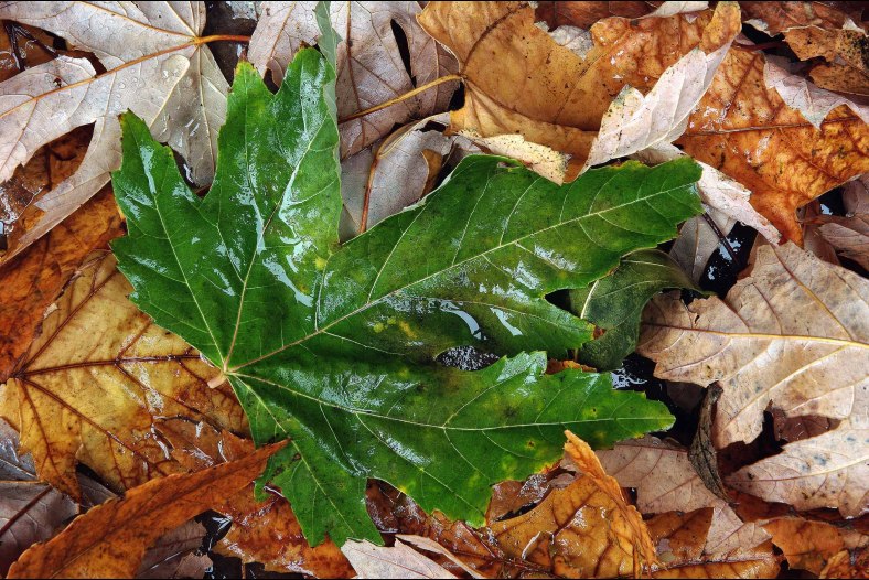 Wet Green Leaf