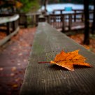 Fall Color