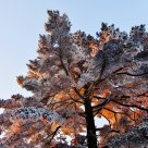 Rime in the Morning