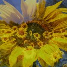 Flowers in Flower