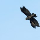 Corvus corax
