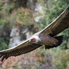 Gyps fulvus