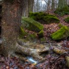 Tiny Waterfall and Mossy Rocks