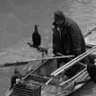 fisher