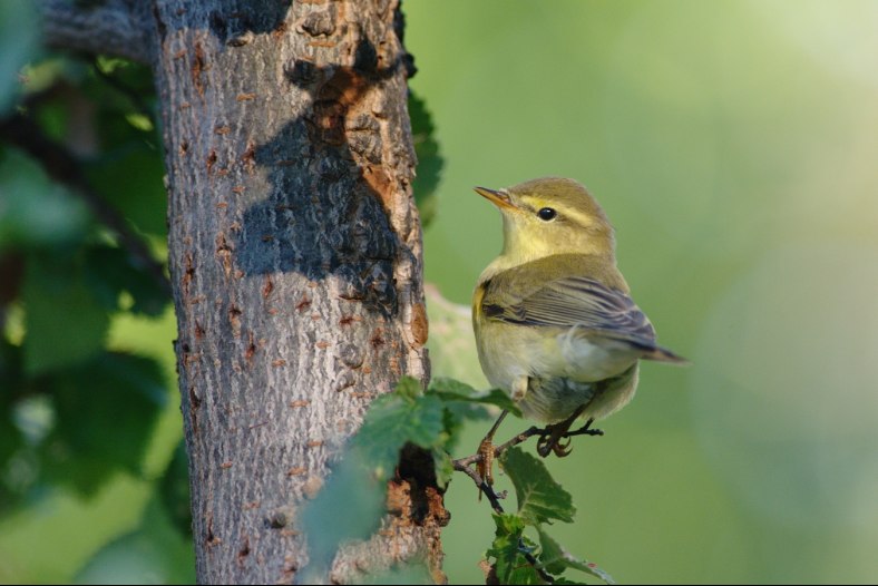Phylloscopus collybita