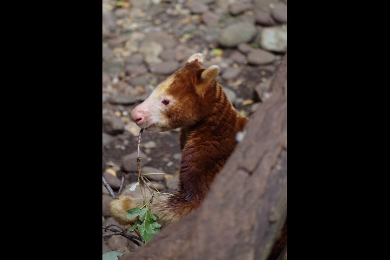 Tree Kangaroo