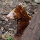 Tree Kangaroo