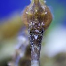 Seahorse Eye To Eye