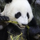 Giant Panda Crunching Bamboo