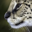 Clouded Leopard