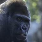 Wary Silverback Gorilla