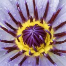 Fleur de Lotus