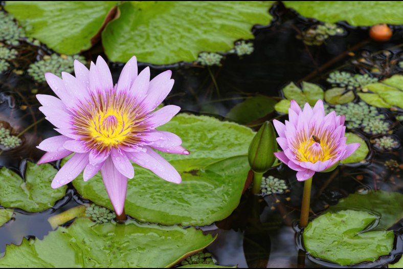 Fleur de Lotus 2