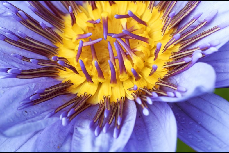Fleur de Lotus 3