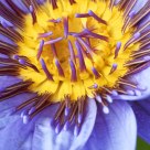 Fleur de Lotus 3