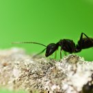 Ant