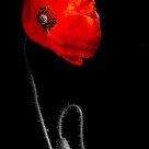 le coquelicot