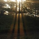 Morning rays
