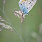 Little Blue