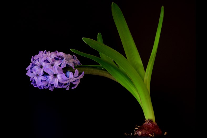Hyacinth
