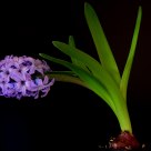 Hyacinth